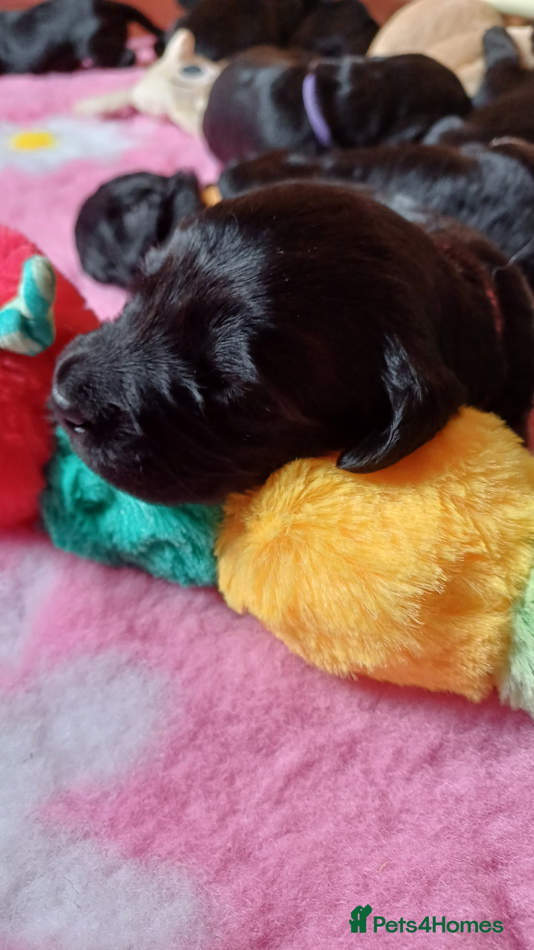 Goldendoodle dogs for sale: Goldendoodles. Family pets - Advert 27