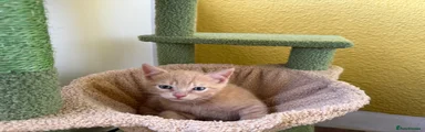 Cream kitten 