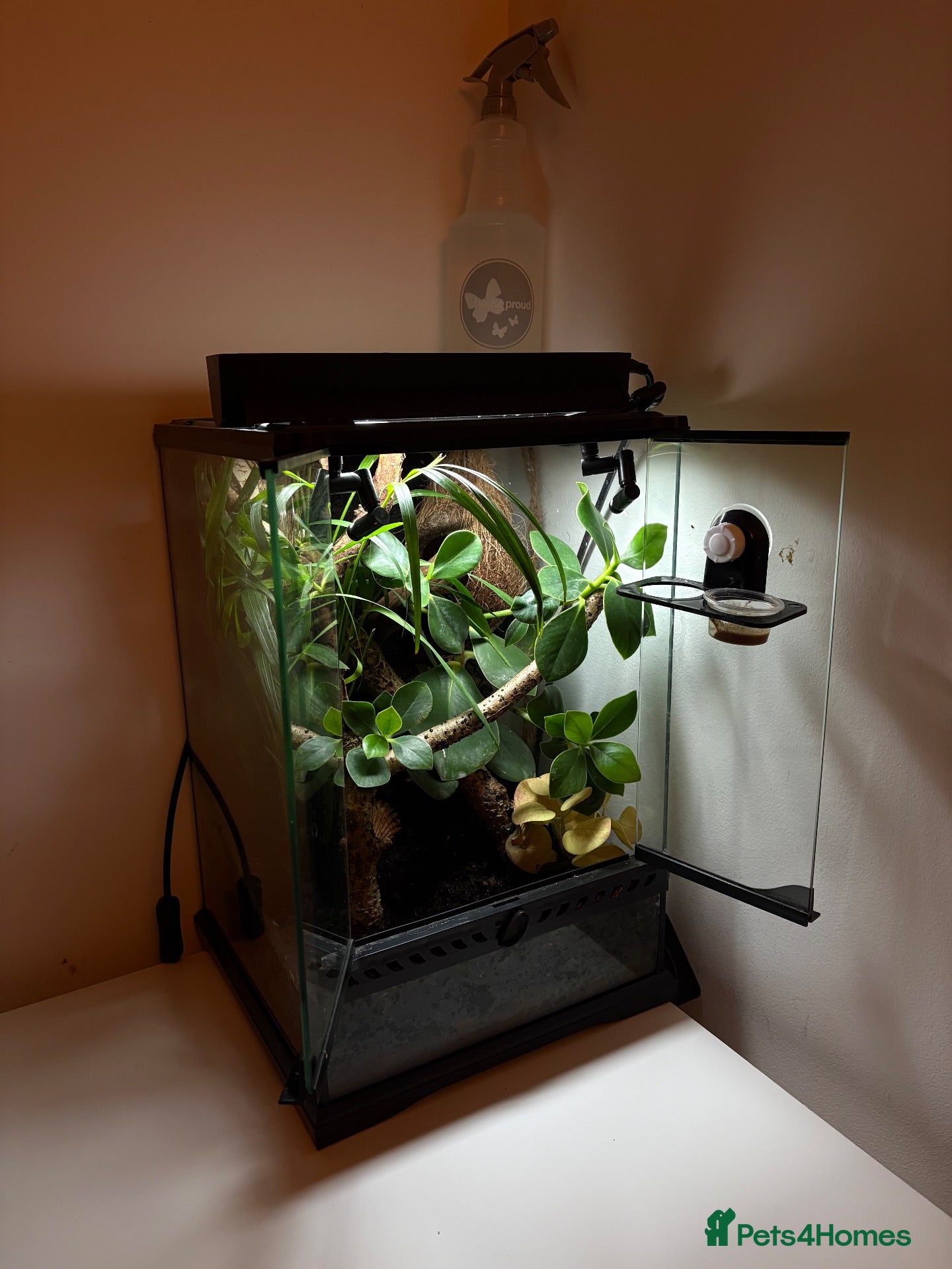 Gecko reptiles 2y/o Female Crested Gecko & Bioactive Vivarium - Advert 2
