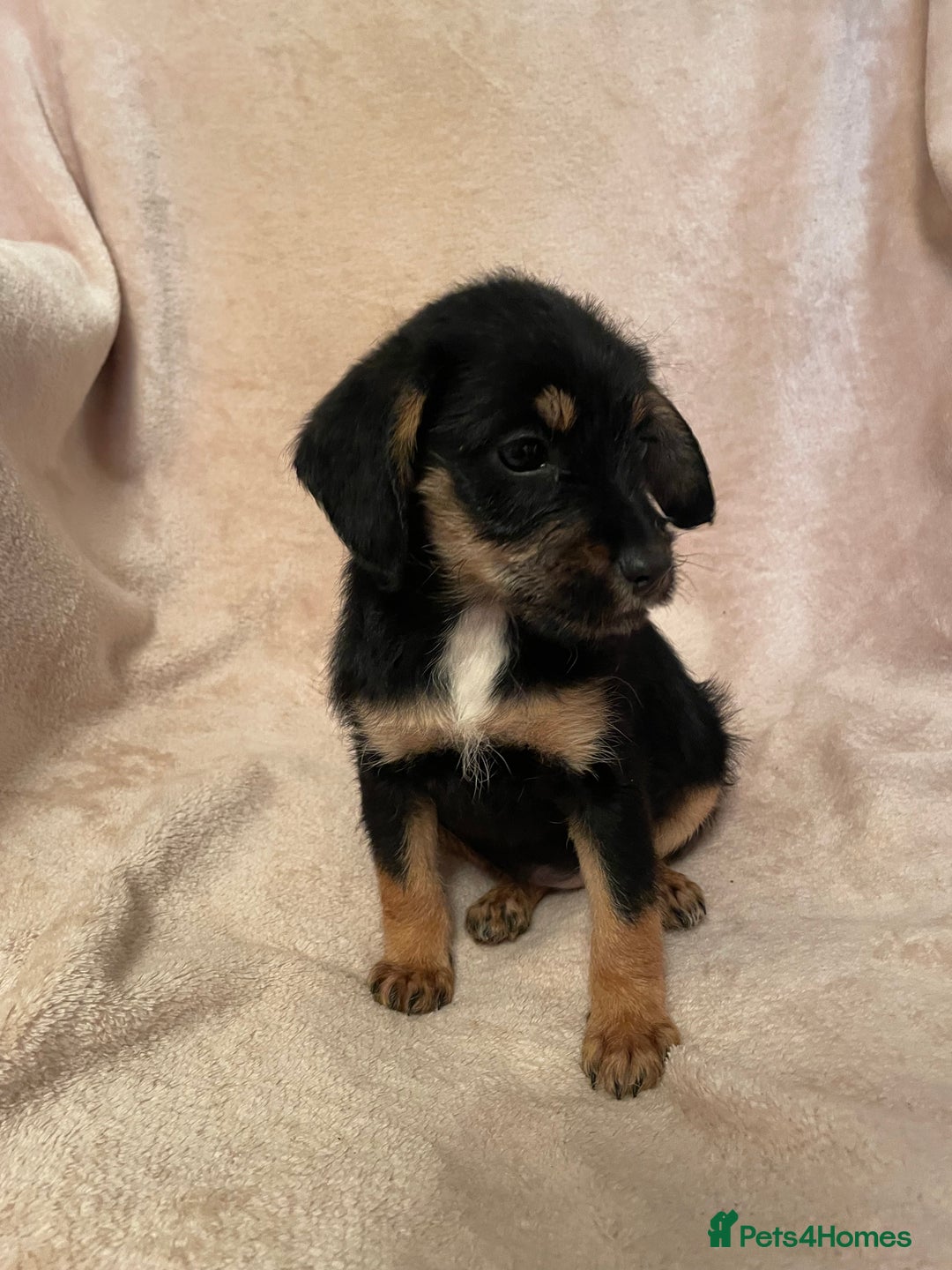 Cockapoo dogs for sale: Gorgeous f1 cockapoo puppies - Advert 13