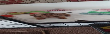 Mixed Breed 3