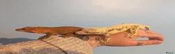 Gecko reptiles for sale: Lily White Crested Gecko CB26 - Advert 5