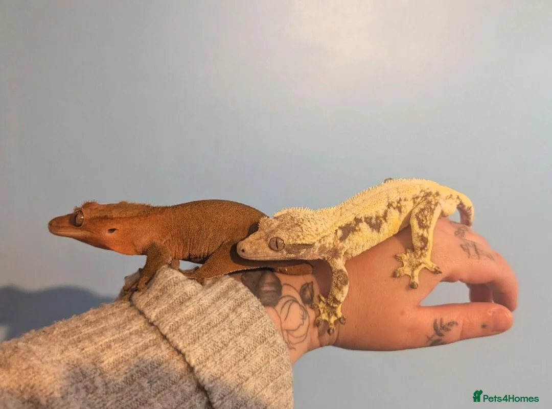 Gecko reptiles for sale: Lily White Crested Gecko CB26 - Advert 5