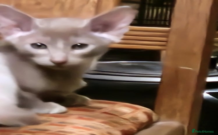 Oriental cats - Advert 1