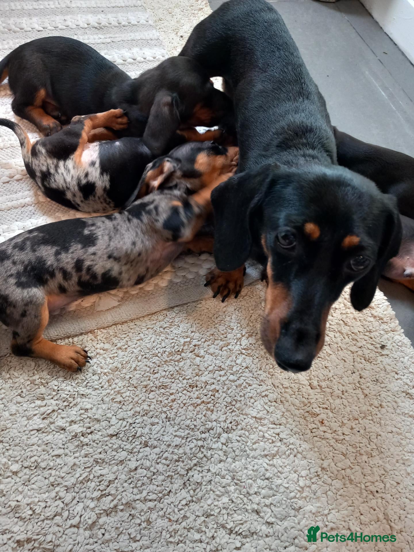 Dachshund dogs Dashound - Advert 18