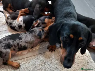 Dachshund dogs Dashound - Advert 5