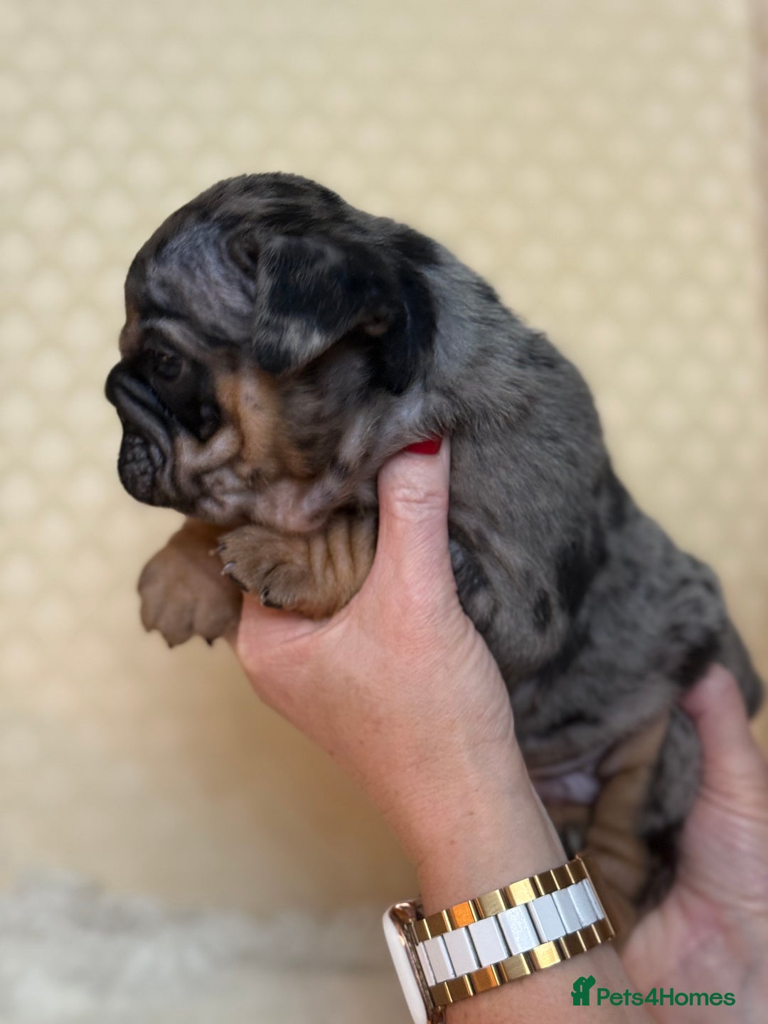 English Bulldog dogs for sale: English Bulldog - Image 20