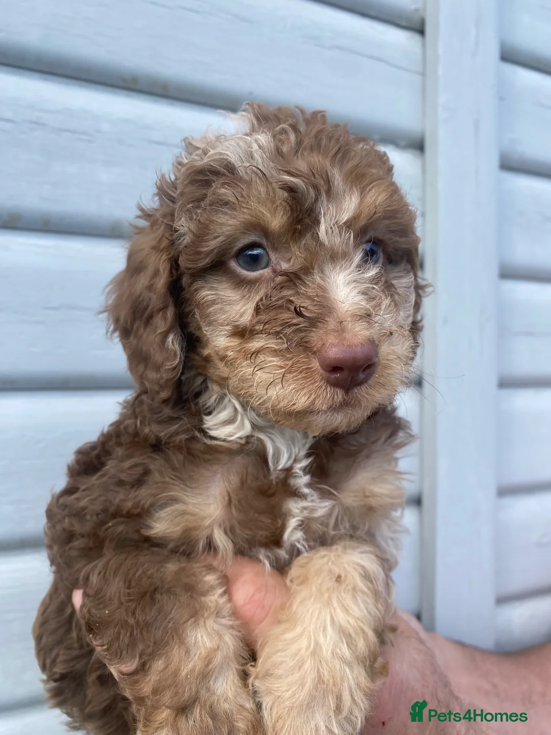 Cockapoo dogs for sale: Merle .. fox red cockapoos  - Advert 1