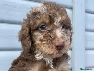 Cockapoo dogs Merle .. fox red cockapoos - Advert 3