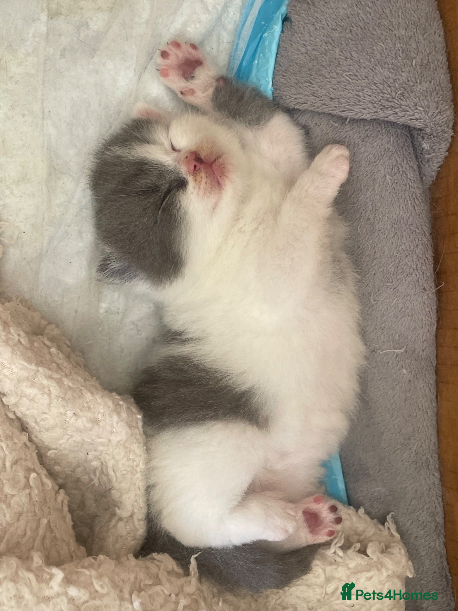 British Shorthair cats Last 2 boys BSH GCCF  - Advert 2