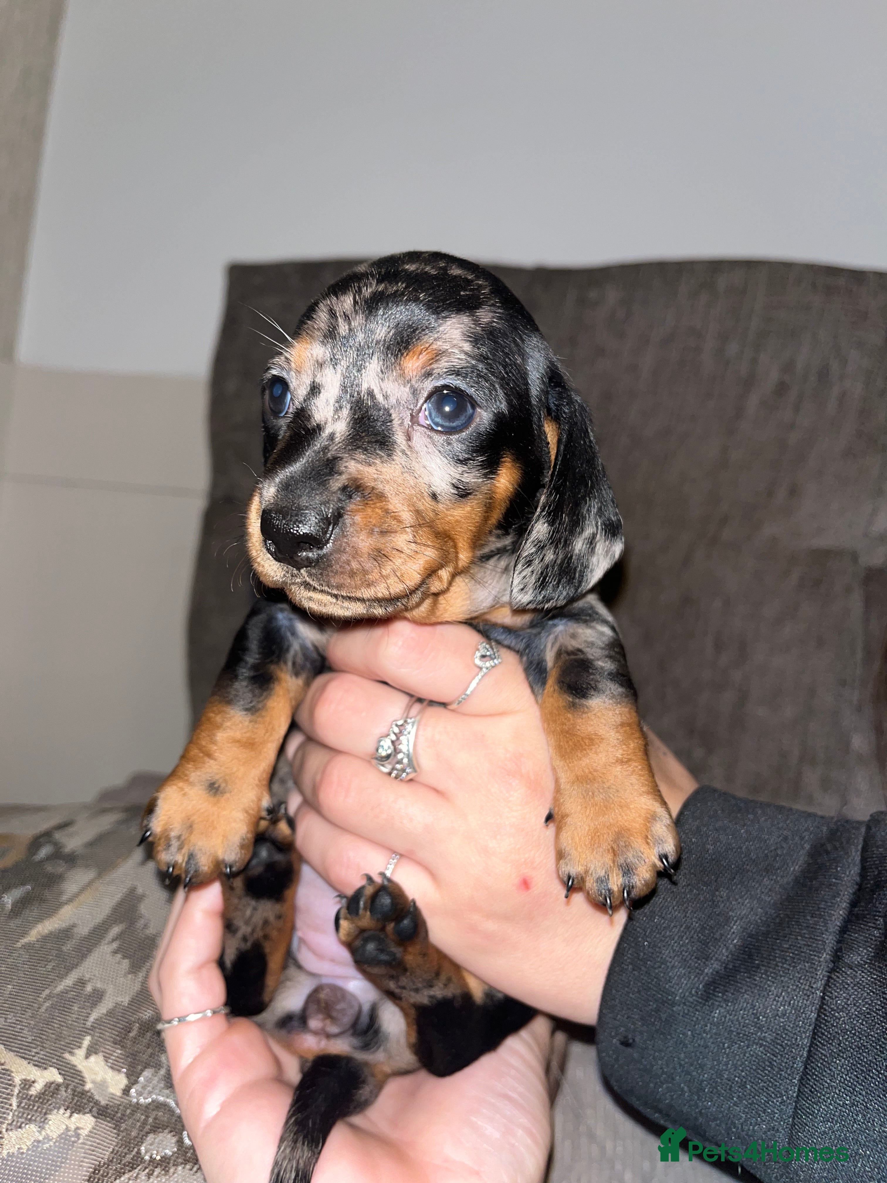 Miniature Dachshund dogs Miniature Daschund Puppies 1xFemale left 🩷 - Advert 5
