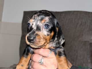 Miniature Dachshund dogs Miniature Daschund Puppies 1xFemale left 🩷 - Advert 2