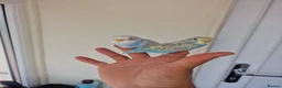Budgerigars birds for sale: Super Silly hand tamed budgie - Advert 6