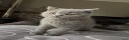 British Shorthair cats for sale: BSH Blue and Lilac GCCF Reg Kittens - Advert 8