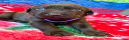 Labrador Retriever dogs for sale: Chocolate Labs Extenively health Tested  - Advert 14