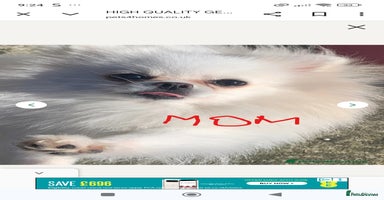 Pomeranian dogs - Advert 11