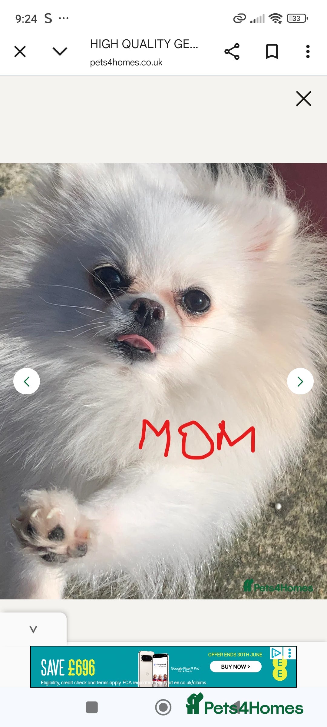 Pomeranian dogs for sale: 💝💝💝High-quality little boys💝💝💝 - Image 4