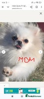Pomeranian dogs - Advert 2