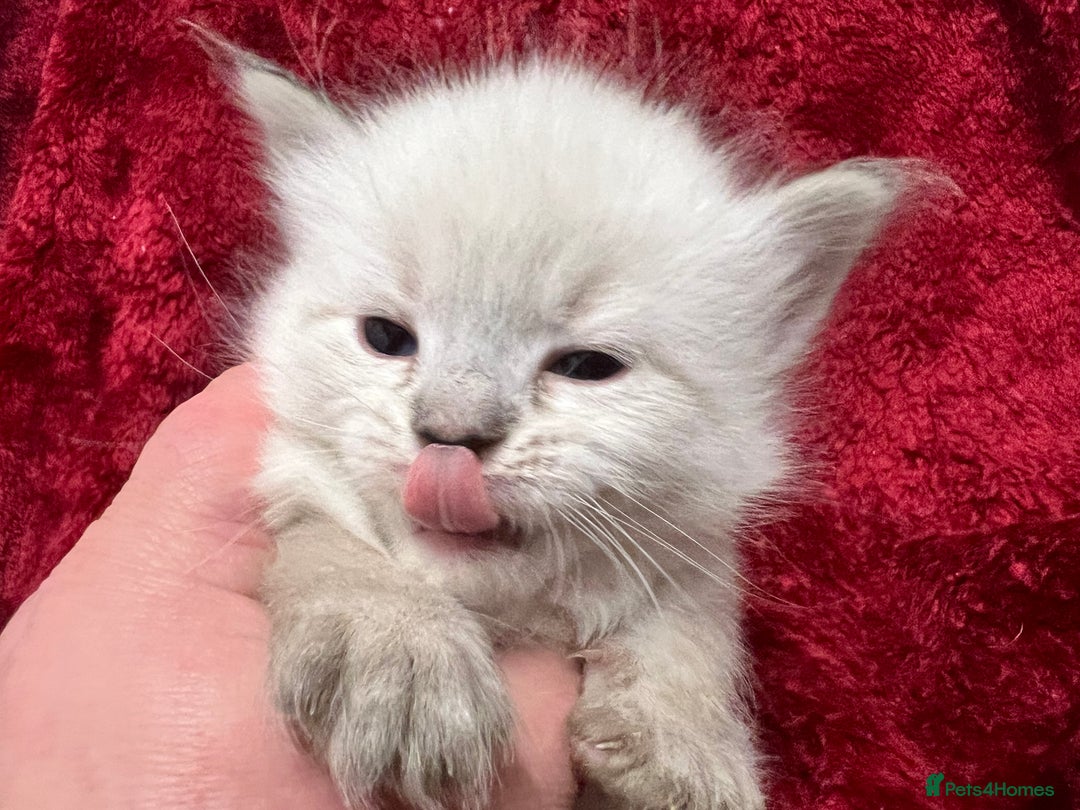 Siberian cats for sale: 🩵🩵Stunning GCCF Siberian Neva Masquerades🩵🩵 - Advert 5