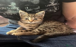 Domestic Shorthair cats for sale: Beautiful Male* Kitty Looking for a good home - Image 5