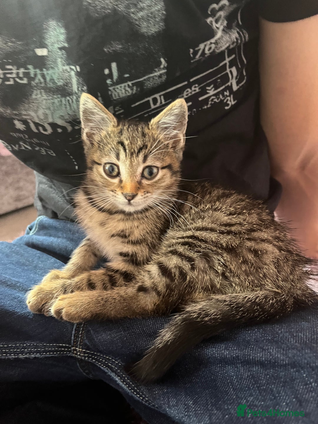 Domestic Shorthair cats for sale: Beautiful Male* Kitty Looking for a good home - Image 5