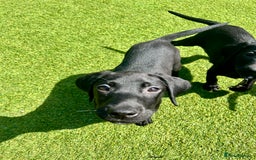 Labrador Retriever dogs for sale: Stunning litter of Black Labrador puppies  in Lydbury North - Image 28