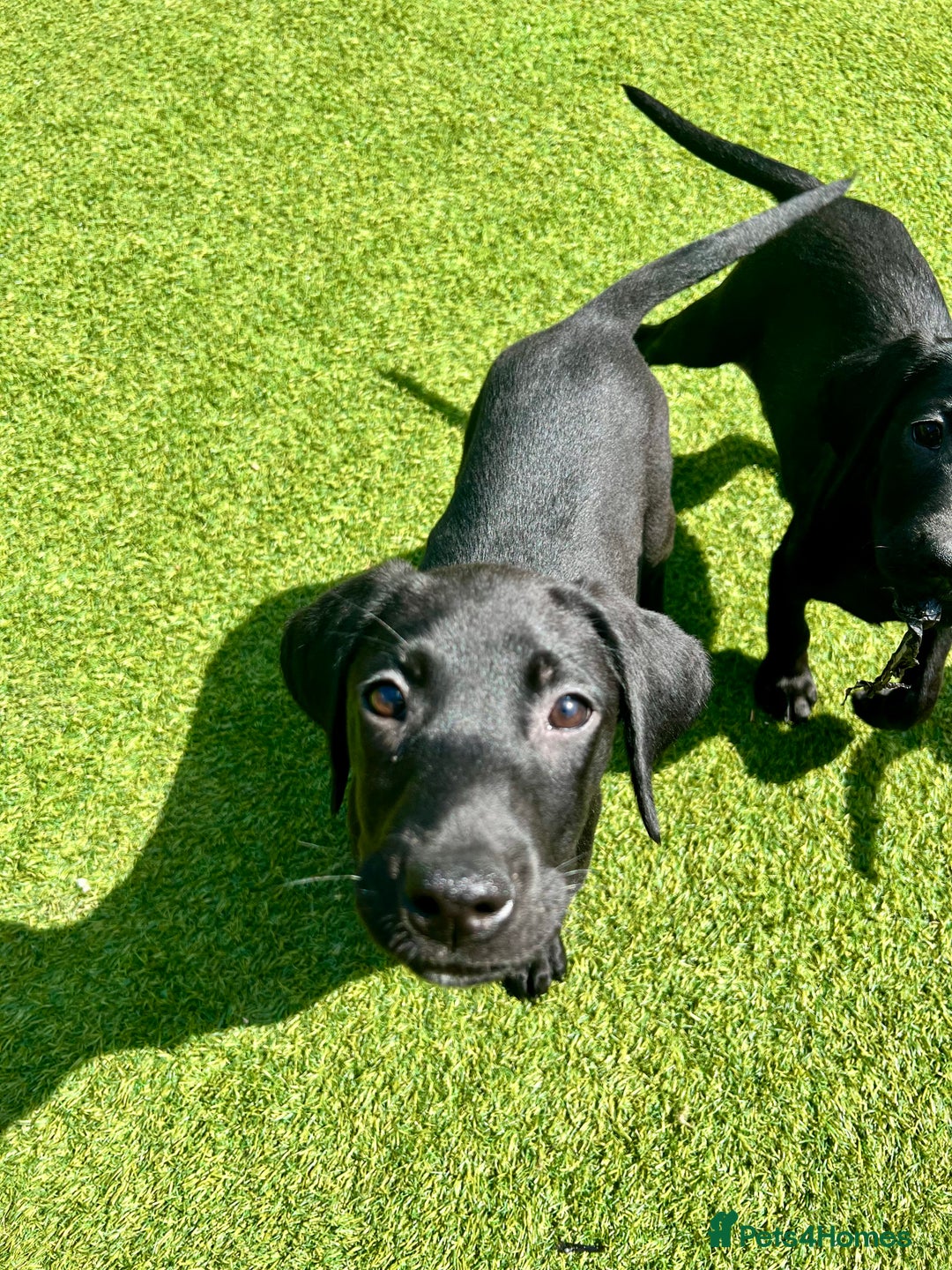 Labrador Retriever dogs for sale: Stunning litter of Black Labrador puppies  in Lydbury North - Image 28
