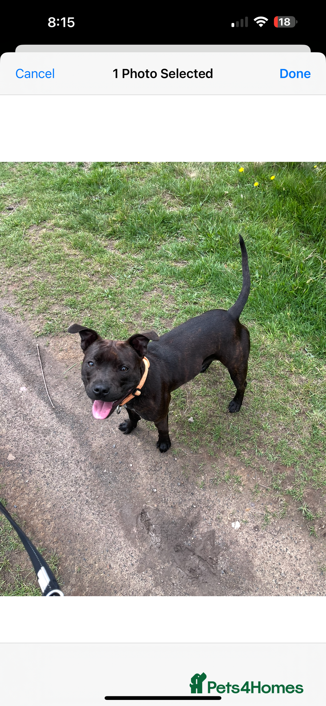 Staffordshire Bull Terrier dogs for sale: Kc Staffordshire bull terrier  - Advert 7