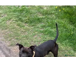 Staffordshire Bull Terrier dogs Kc Staffordshire bull terrier - Advert 16