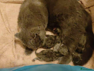 Mixed Breed cats 🐾 Adorable 9-Week Kittens for Sale 🐾 - Advert 1