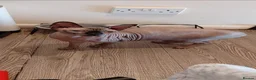 Sphynx cats for sale: Male Sphnx needing loving home - Advert 1