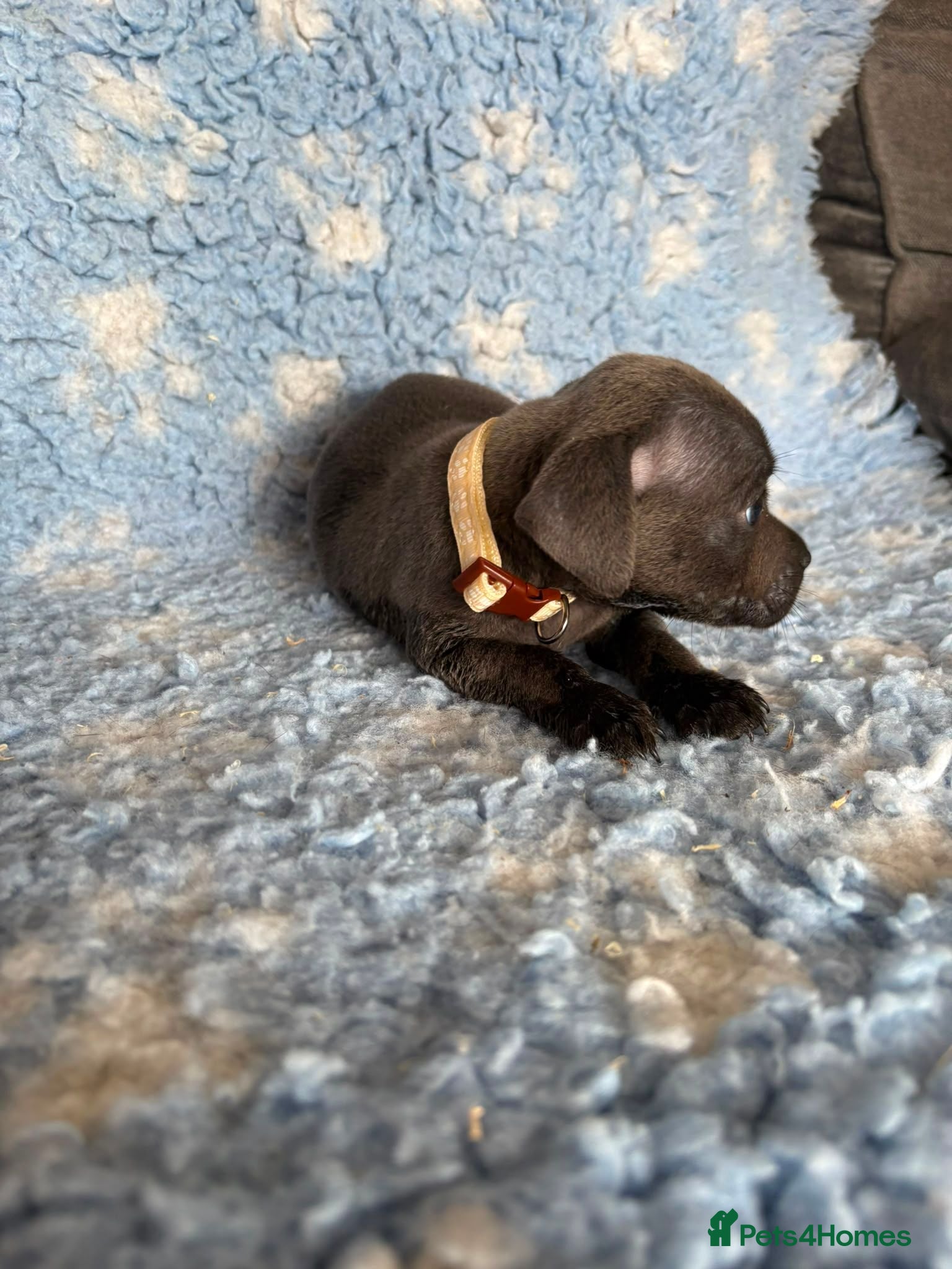 Staffordshire Bull Terrier dogs Blue Staffy Puppies - Advert 2
