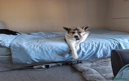 Akita dogs for sale: Sweet Akita Girl - Image 15