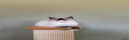 Ragdoll cats for sale: Beautiful Ragdoll Kittens - Advert 20
