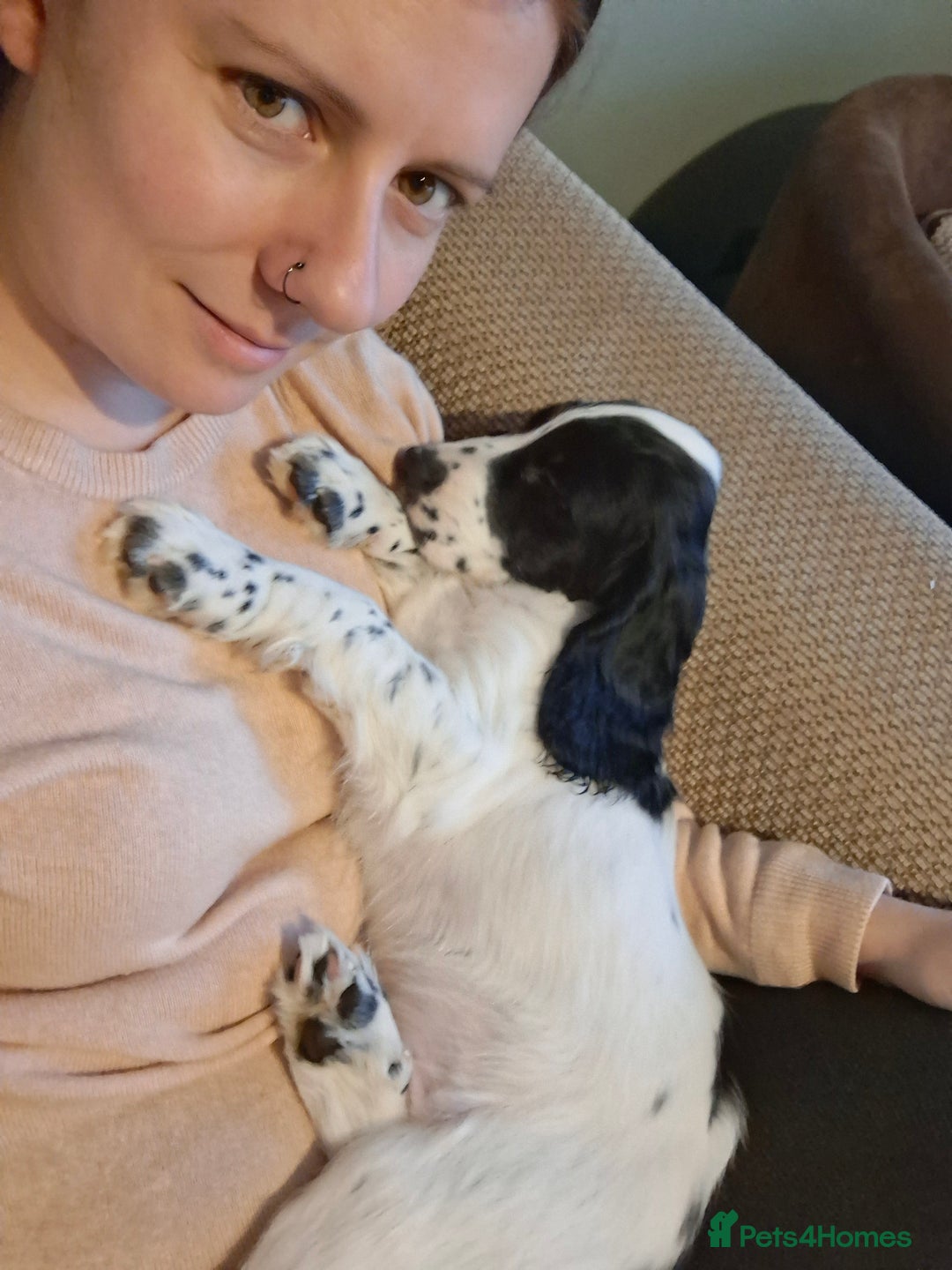 Cocker Spaniel dogs for sale: Our last pup - Ready now - KC Reg cocker spaniel! - Advert 6