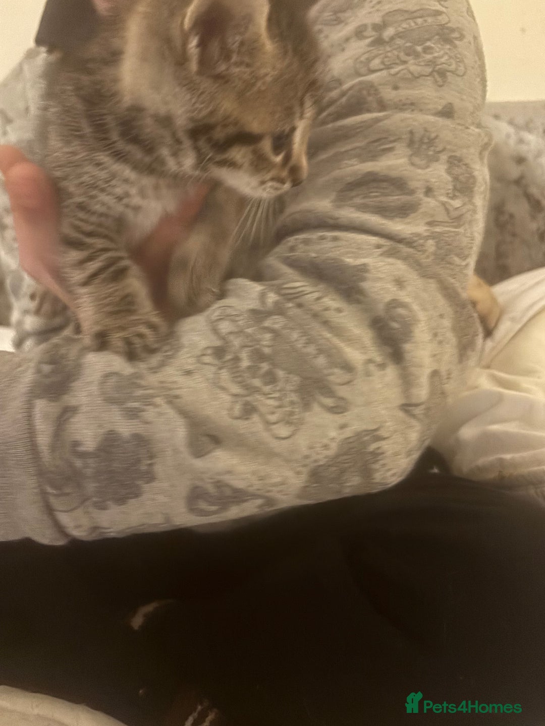 Bengal cats for sale: Bengal kittens  - Advert 9