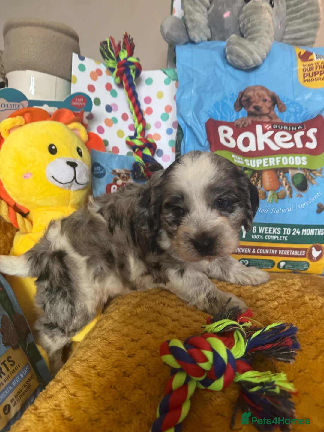 Cockapoo dogs for sale: Cockapoo puppies  - Advert 2