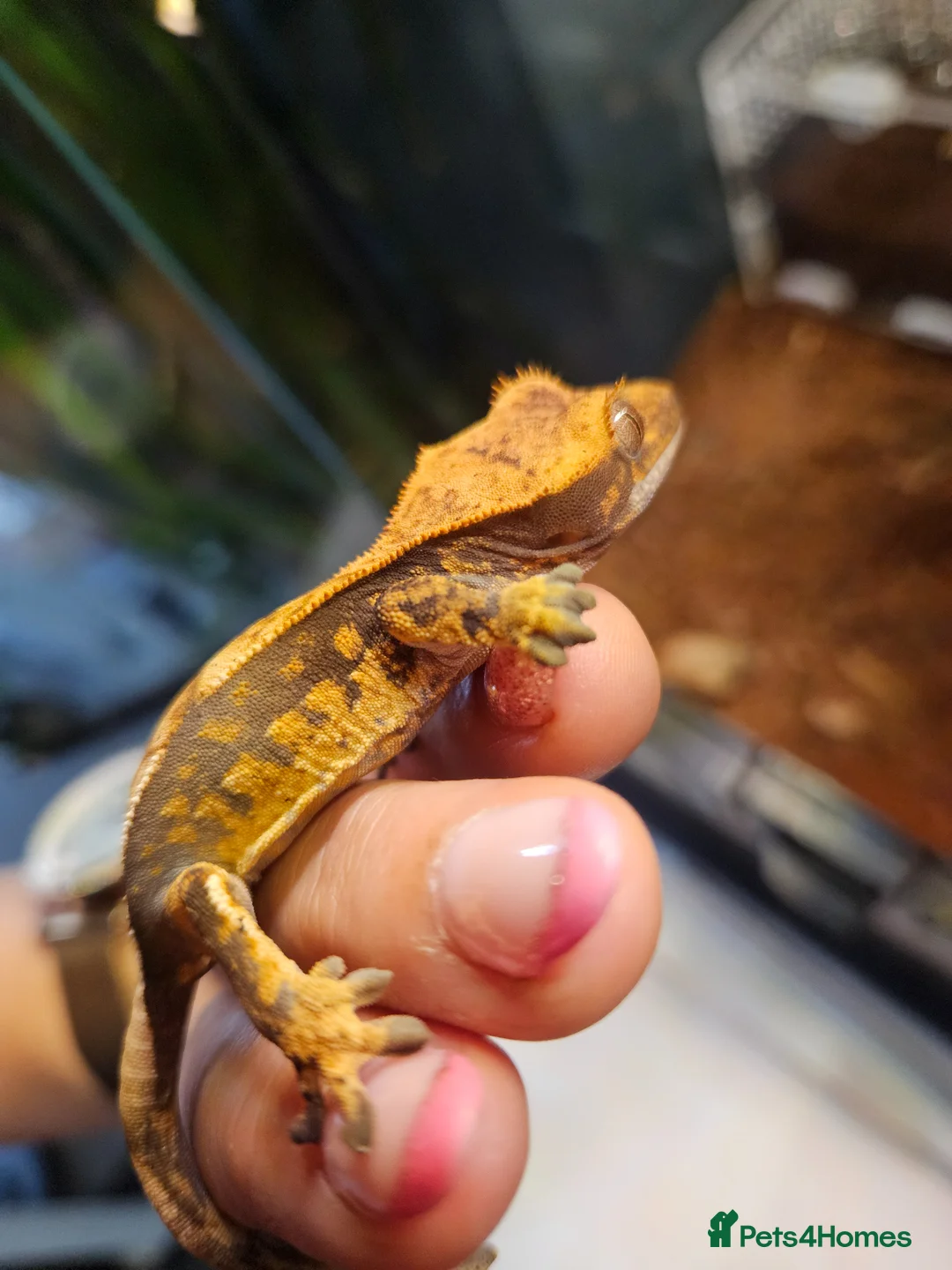 Gecko reptiles for sale: Crested gecko - Advert 1
