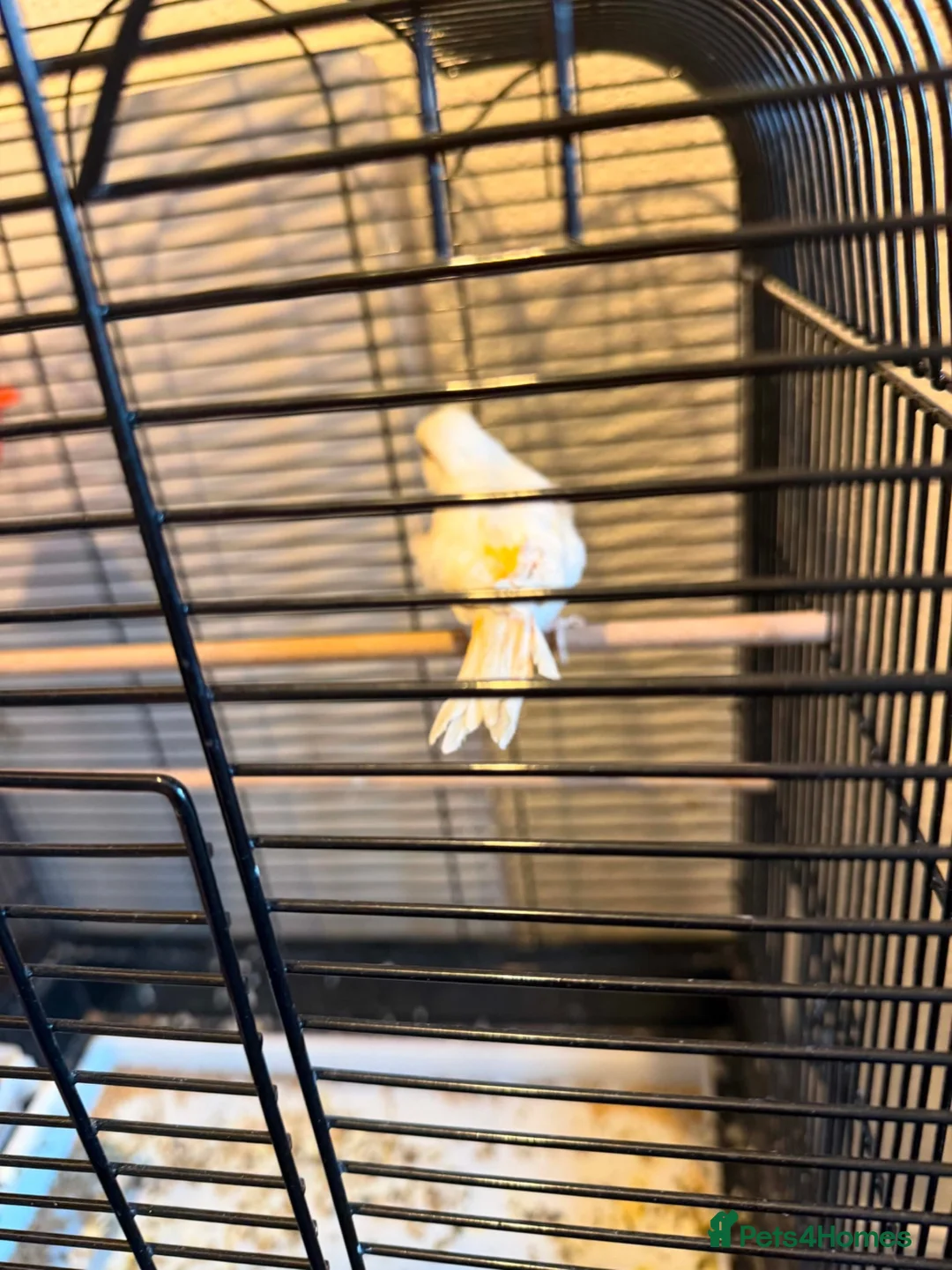 Canaries birds for sale:  Lovely Female Canary + Cage Set – 4  in South Shields - Advert 4
