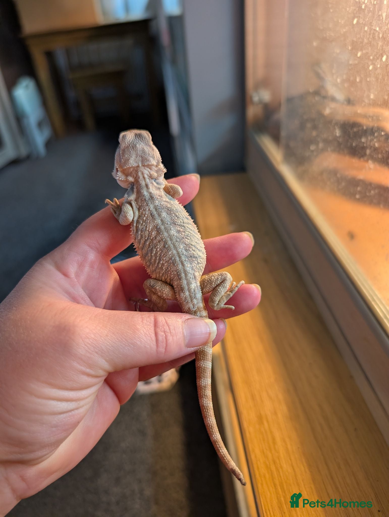 Bearded Dragon reptiles Baby bearded dragons  - Advert 2