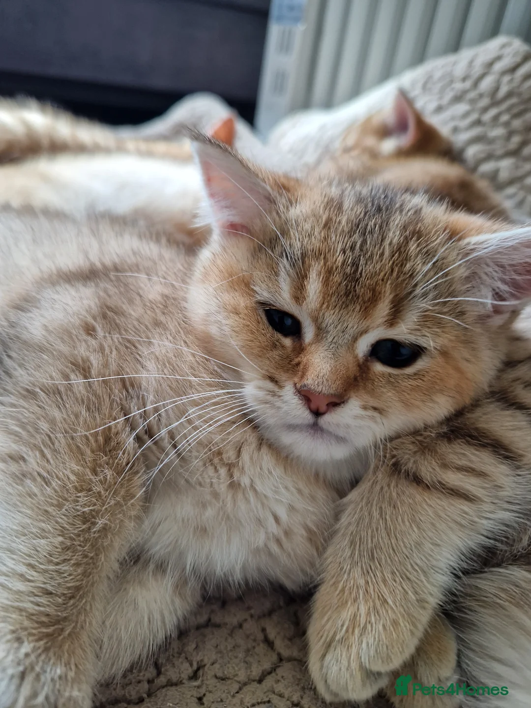 British Shorthair cats for sale: British shorthair silver tipped - Advert 1