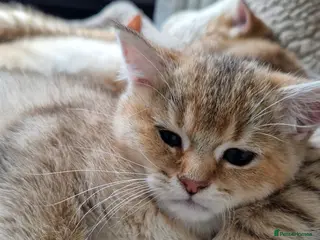 British Shorthair cats British shorthair silver tipped - Advert 16