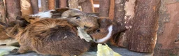 Guinea Pig rodents for sale: Abyssinian/ long-haired babies - Advert 11
