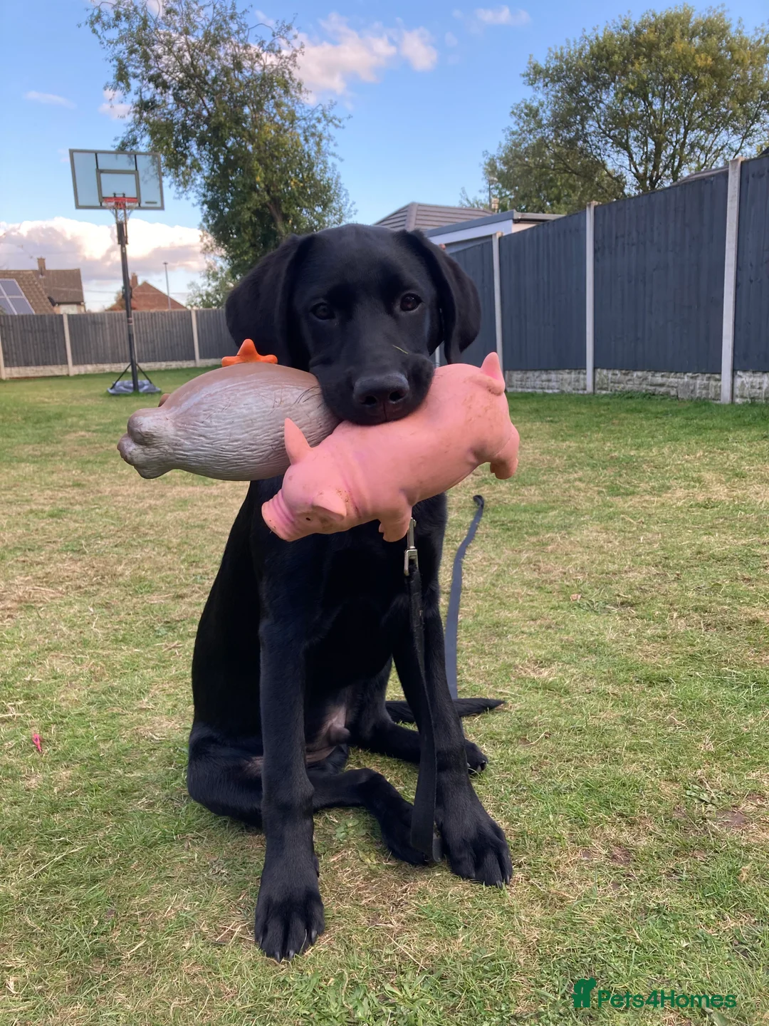 Labrador Retriever dogs for stud: Health Tested Working Labrador Retriever For Stud in Burton-on-Trent - Advert 22