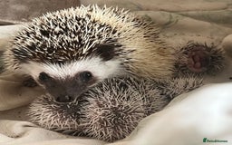 Pygmy Hedgehog rodents for sale: African Pygmy hedgehogs hoglets  - Image 5