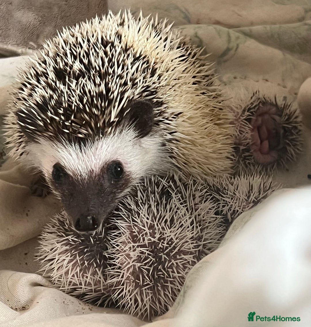 Pygmy Hedgehog rodents for sale: African Pygmy hedgehogs hoglets  - Image 5