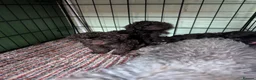 Toy Poodle dogs for sale: For sale Toy poodle puppies  - Advert 23