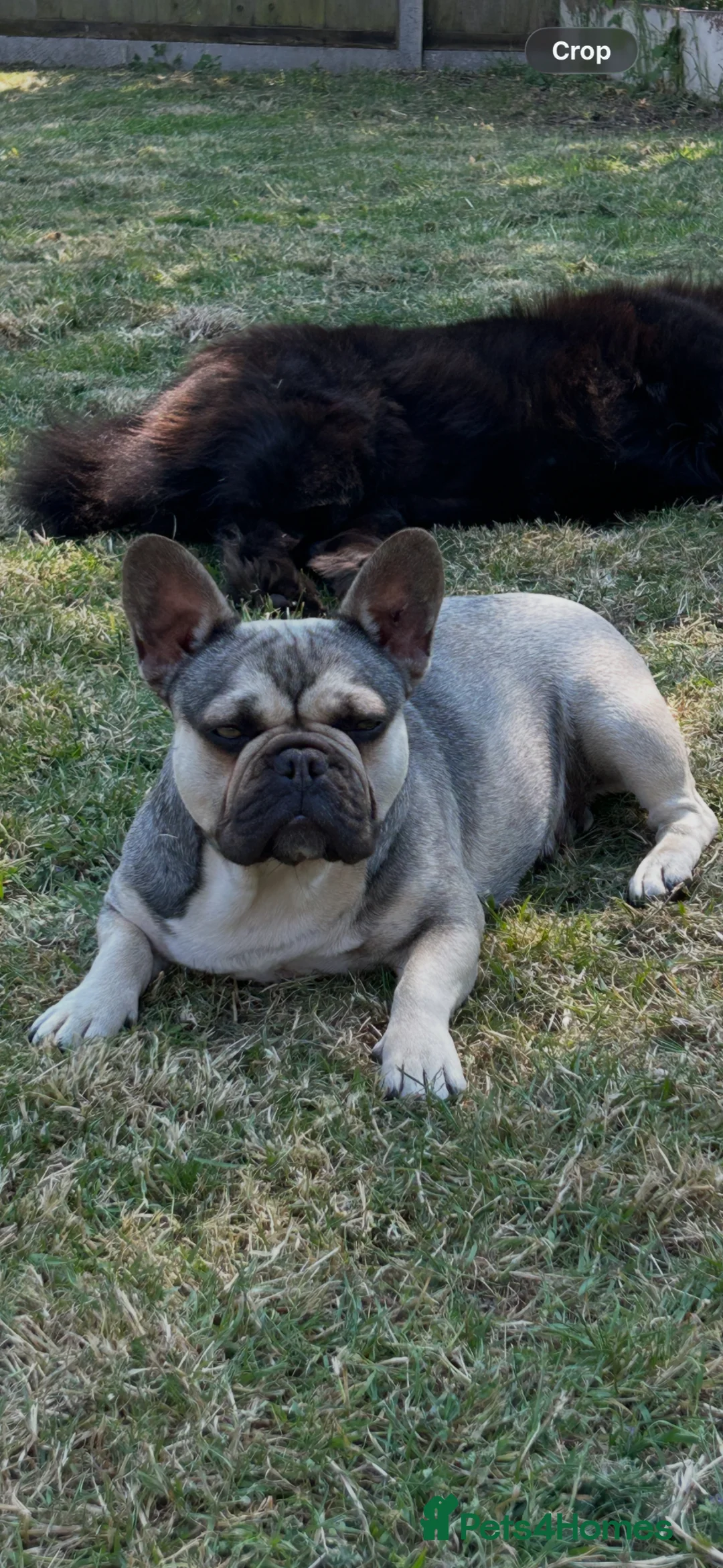 French Bulldog dogs for sale: French bulldog - Advert 8