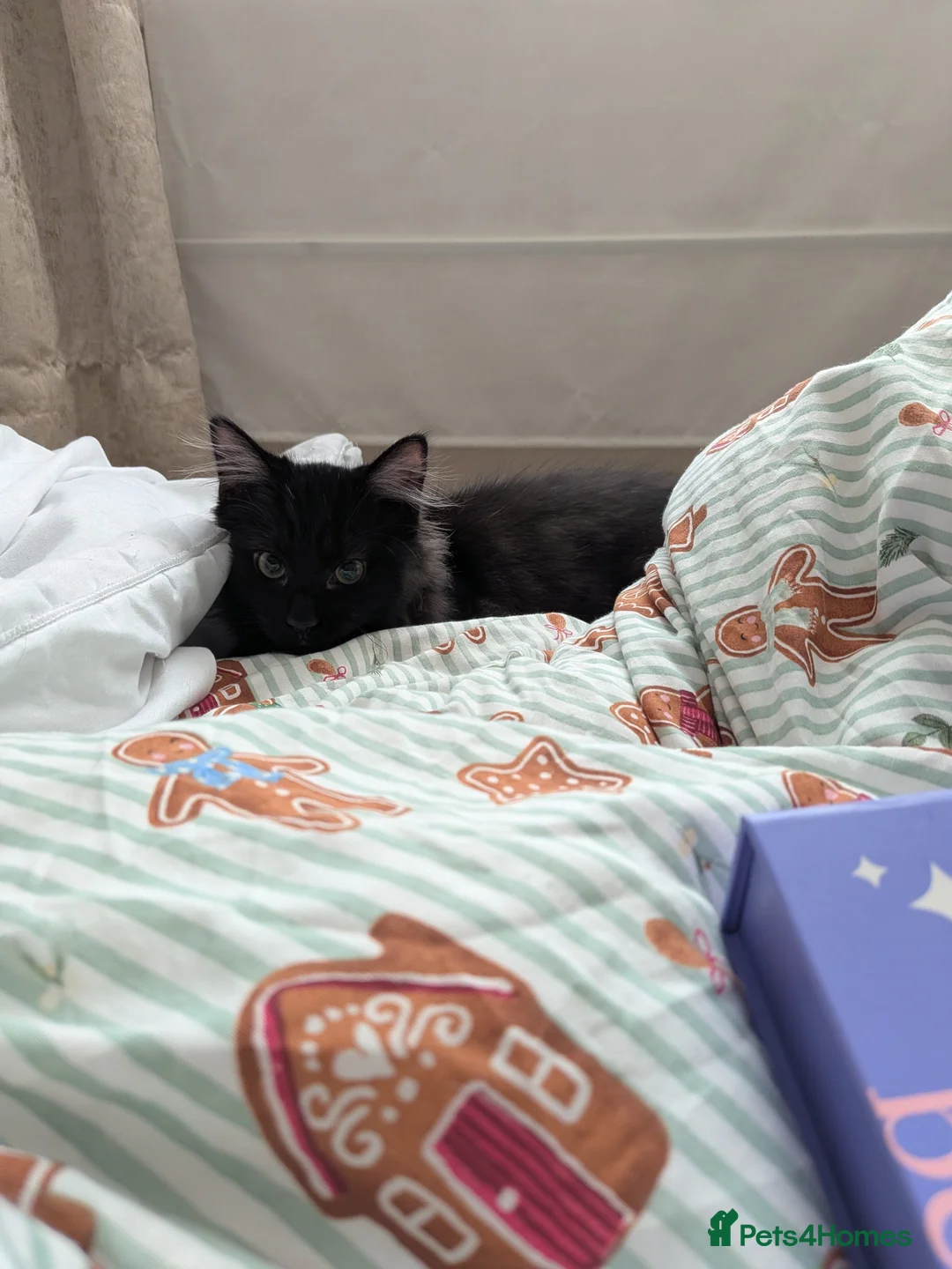 British Longhair cats for sale: Maine Coon / British Longhair kitten - Advert 2