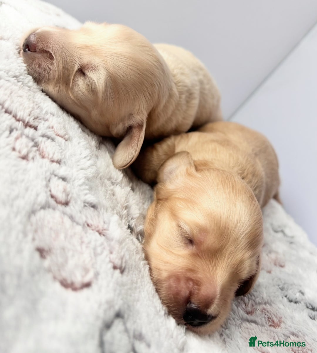 Miniature Dachshund dogs for sale: Long haired miniature dachshund ALL PUPS RESERVED - Image 5